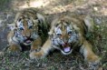 /album/fotogaleria/tigres-jpg/